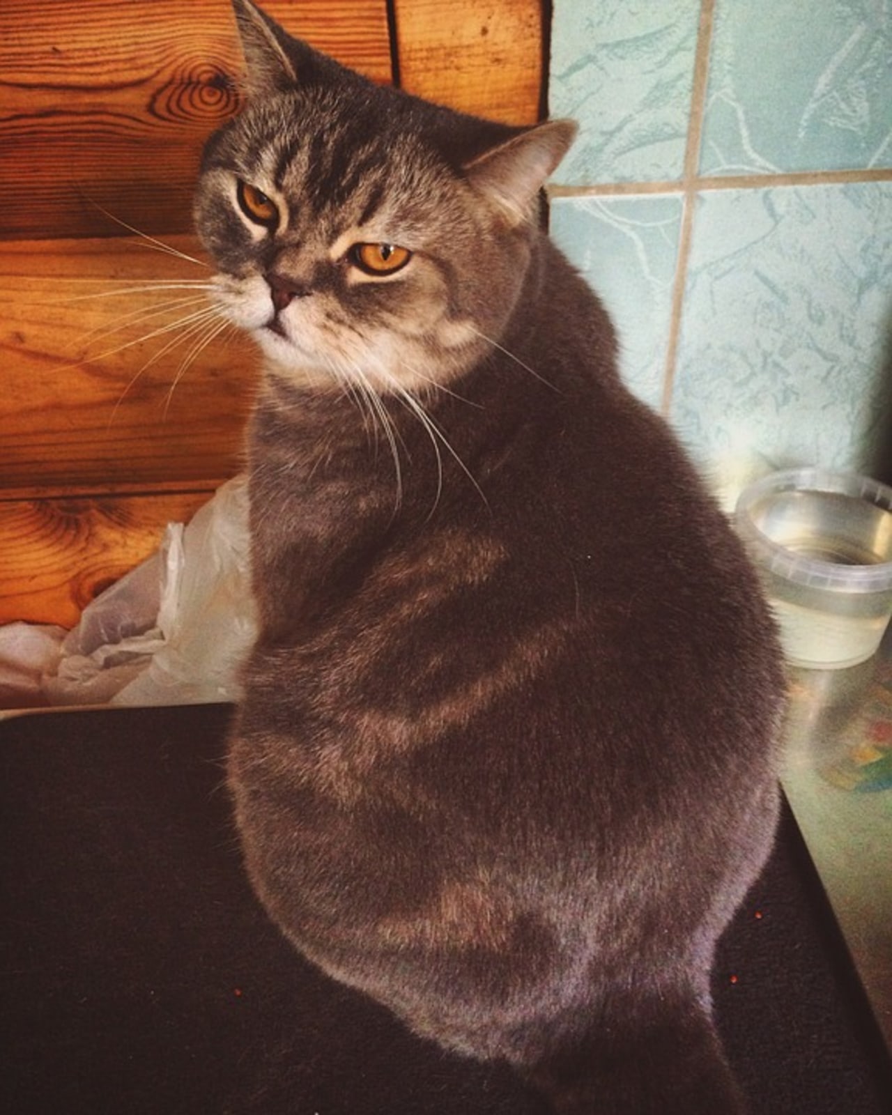 Ilustrasi kucing gemuk