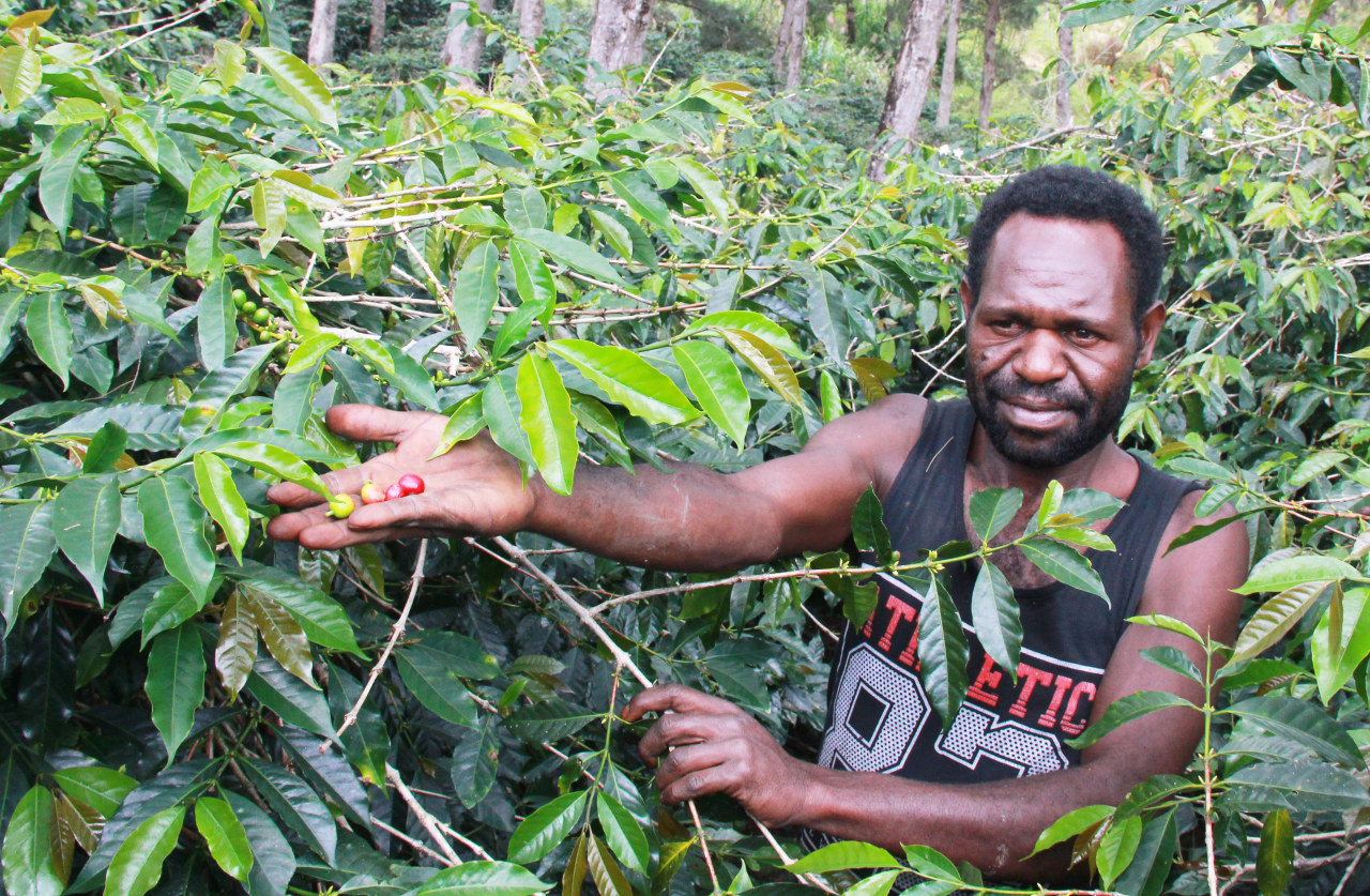 Kopi variety Arabica Typica ini banyak ditanam petani kopi Papua di wilayah pegunungan tengah Papua seperti di Wamena dan Tiom, Lanny Jaya-Foto- Stefanus Tarsi.jpg