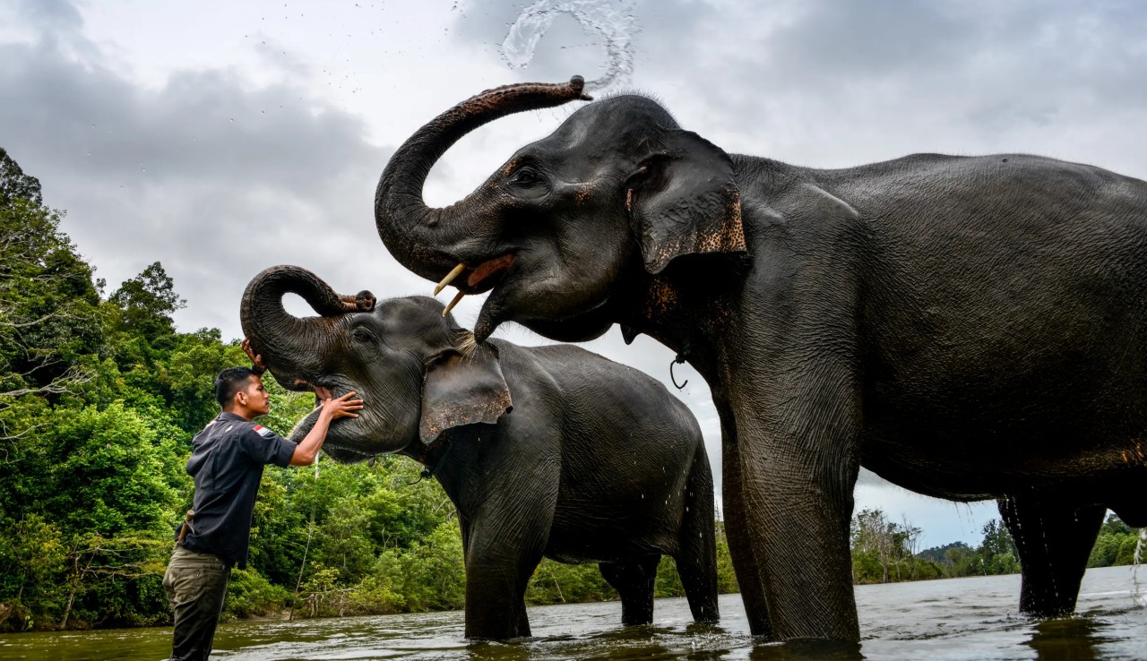 Gajah Sumatera di Aceh