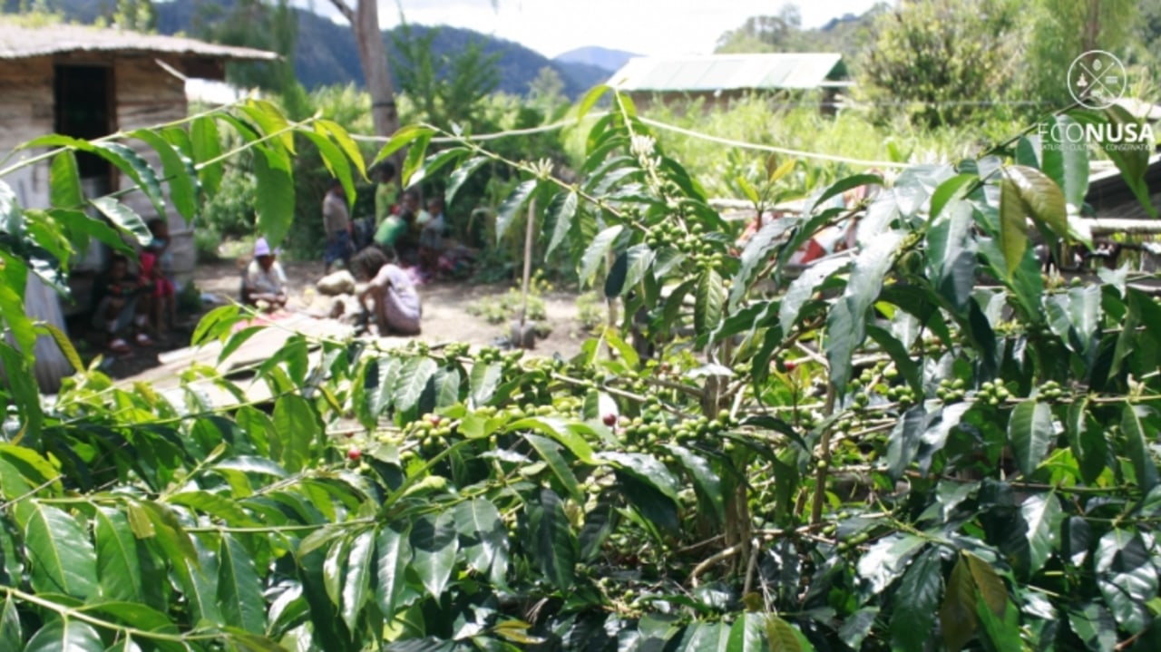 Tanaman kopi tumbuh subur di pekarangan warga di Paniai