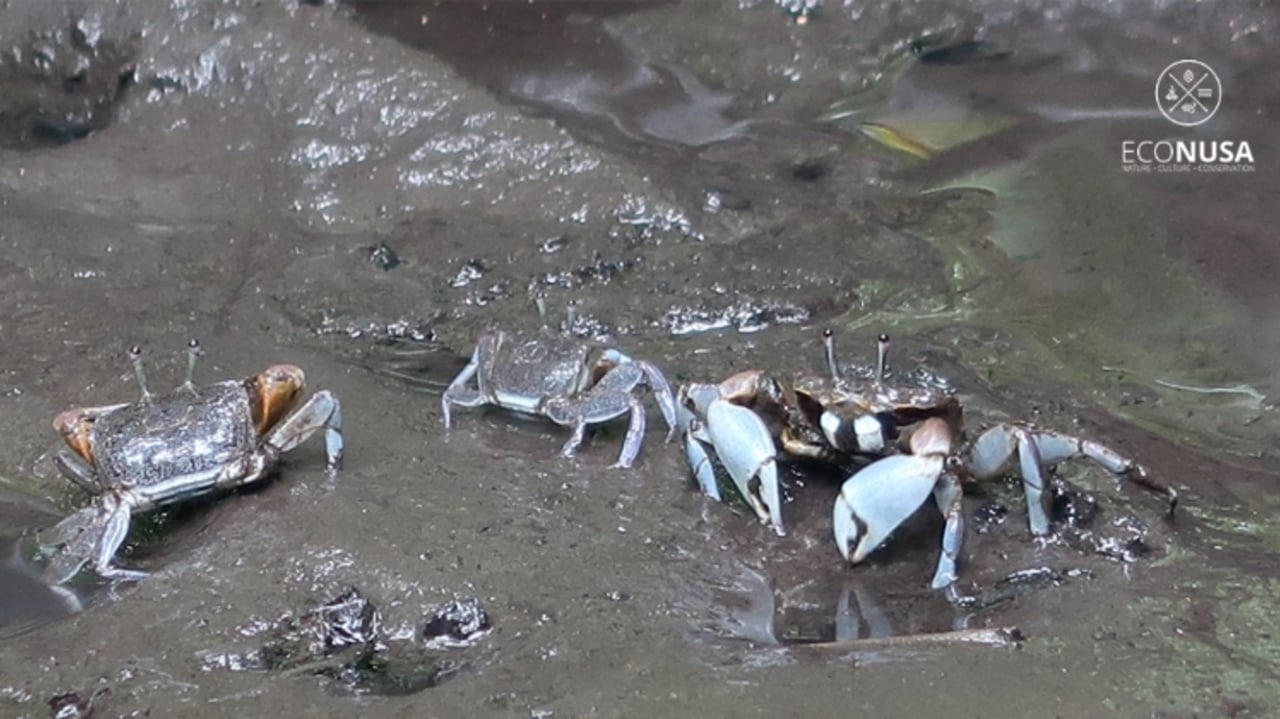 Bayi-bayi kepiting di ekosistem mangrove Sorong Selatan