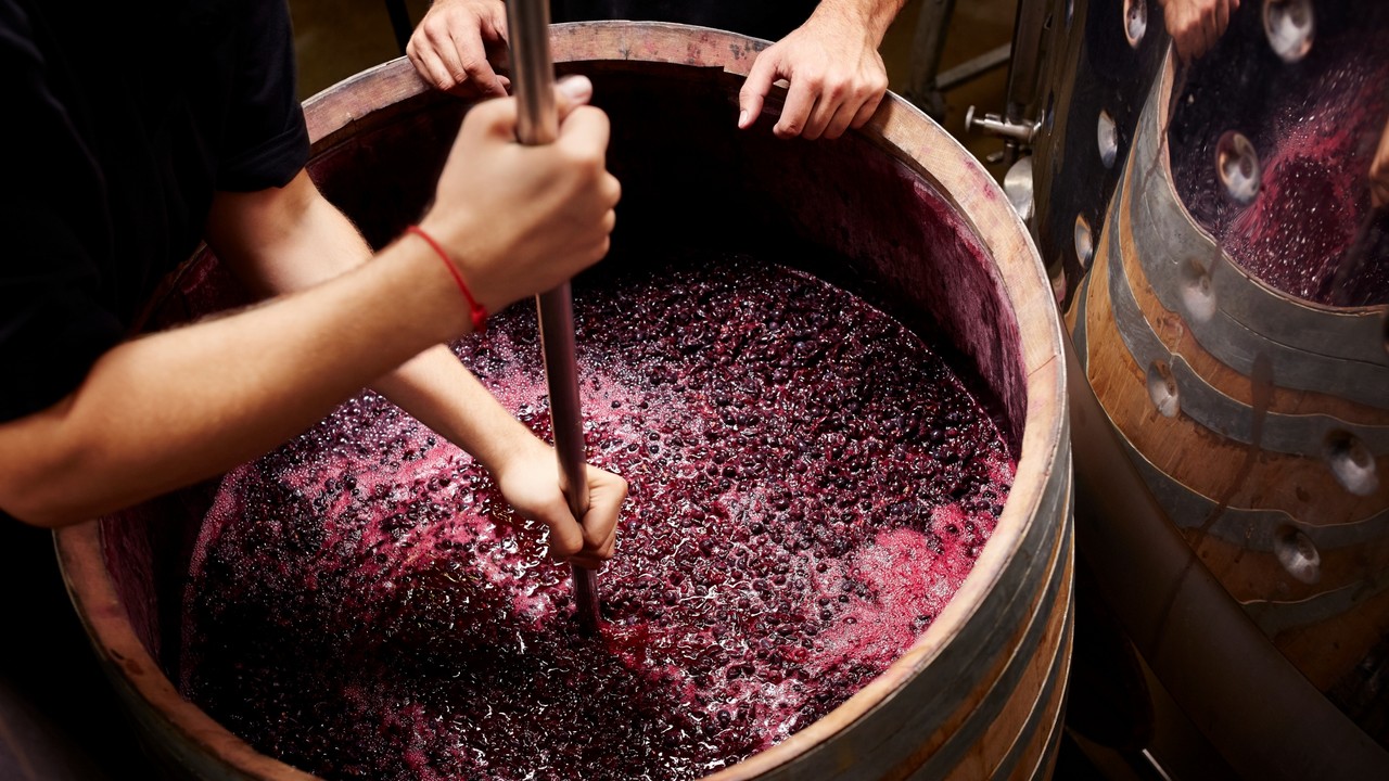 kumplus-Wine - Pembuatan wine