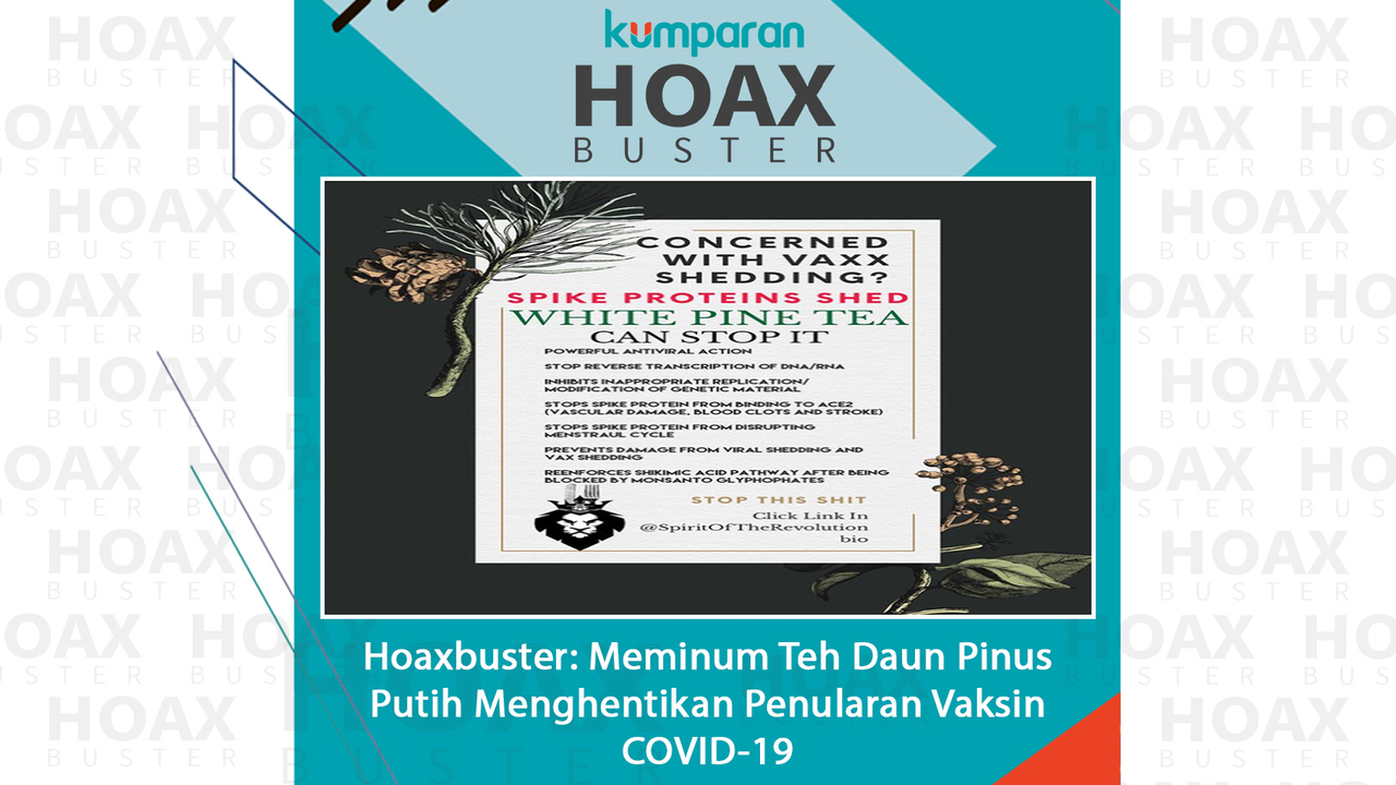 Hoaxbuster Meminum Teh Daun Pinus Putih Hentikan Penularan