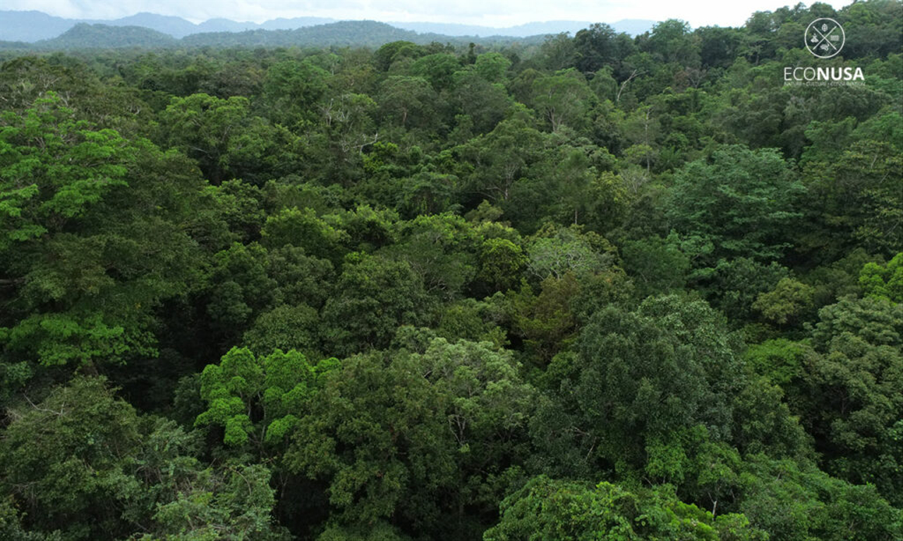 Tutupan hutan di Malaumkarta Raya, Provinsi Papua Barat.
