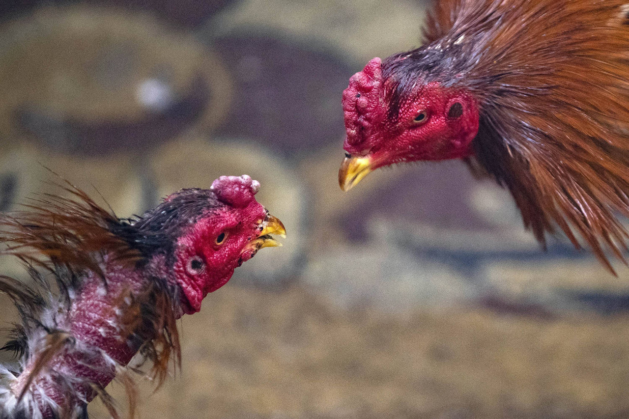 Sabung ayam di Irak selatan