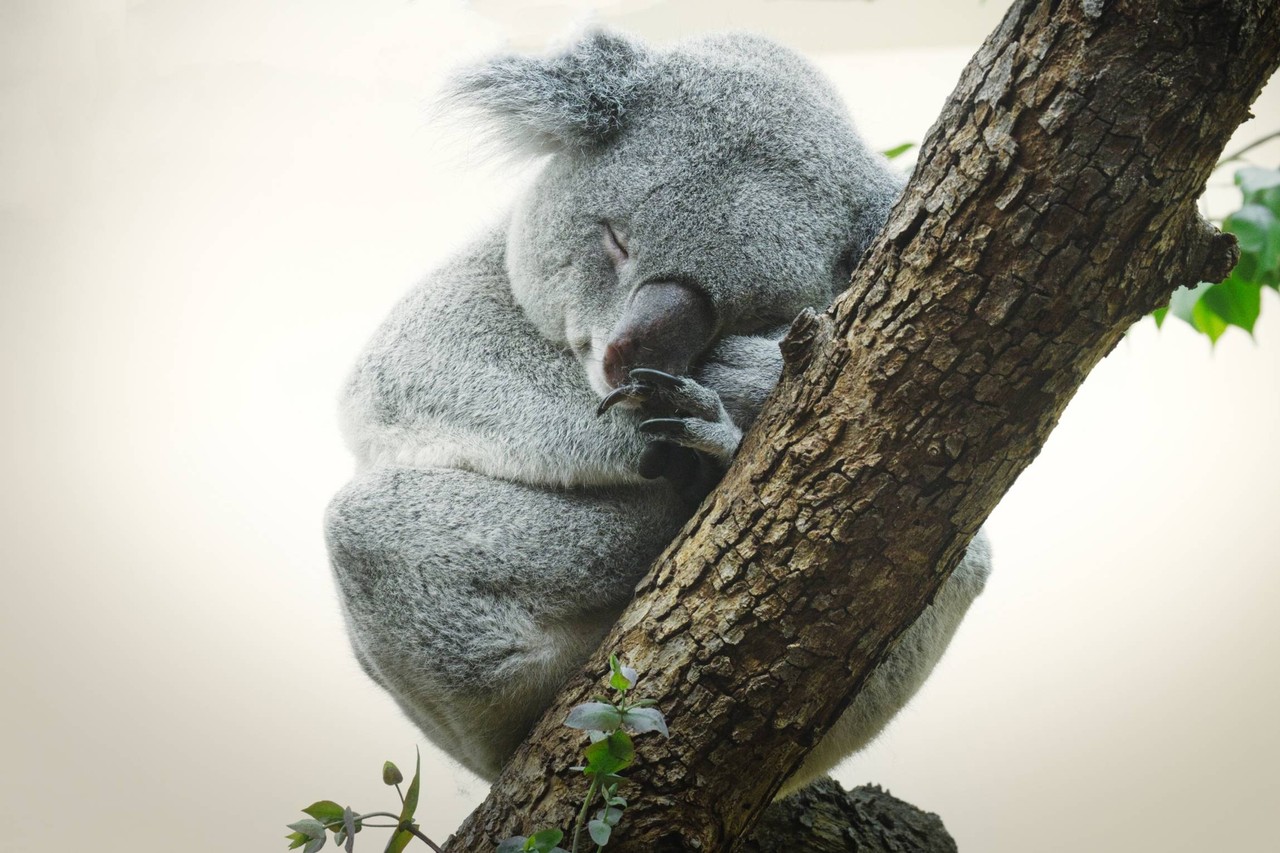 Ilustrasi koala