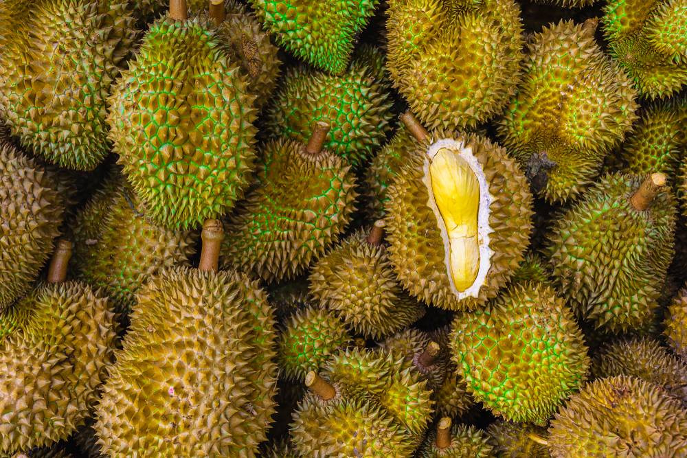 Ilustrasi Durian.