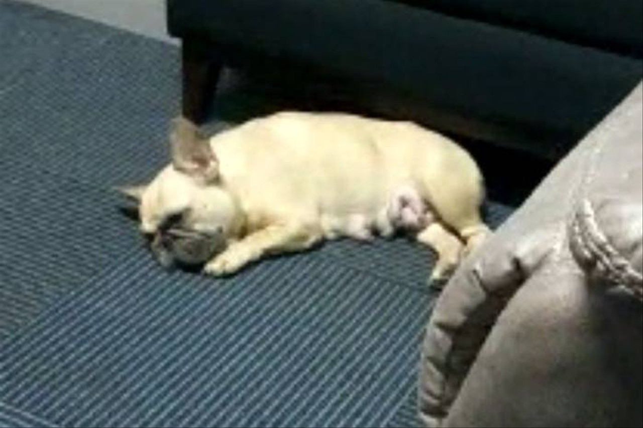 French bulldog milik Daniel yang diduga dijagal 