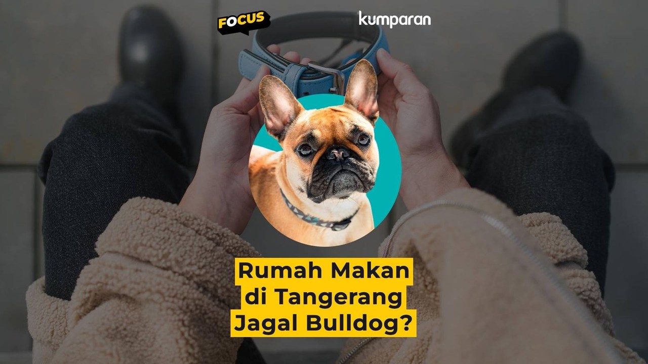 Cover collection Focus RM di Tangerang Jagal Bulldog