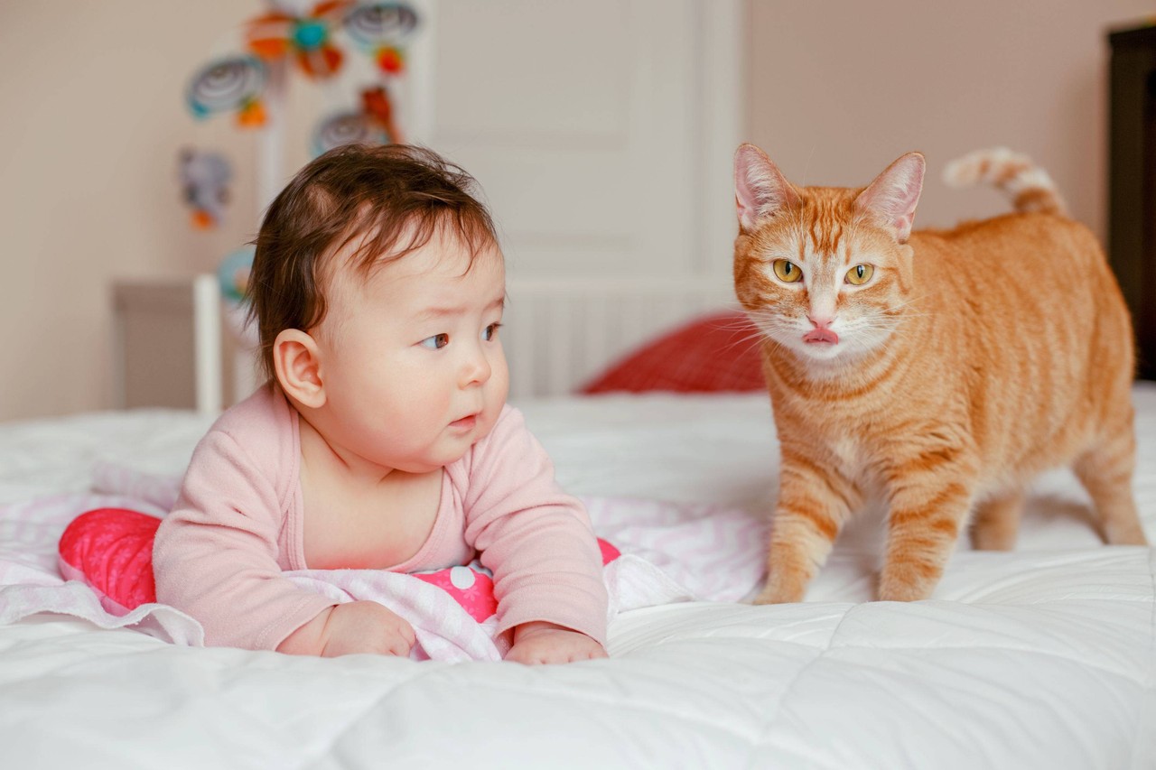 Ilustrasi Bayi dengan Kucing