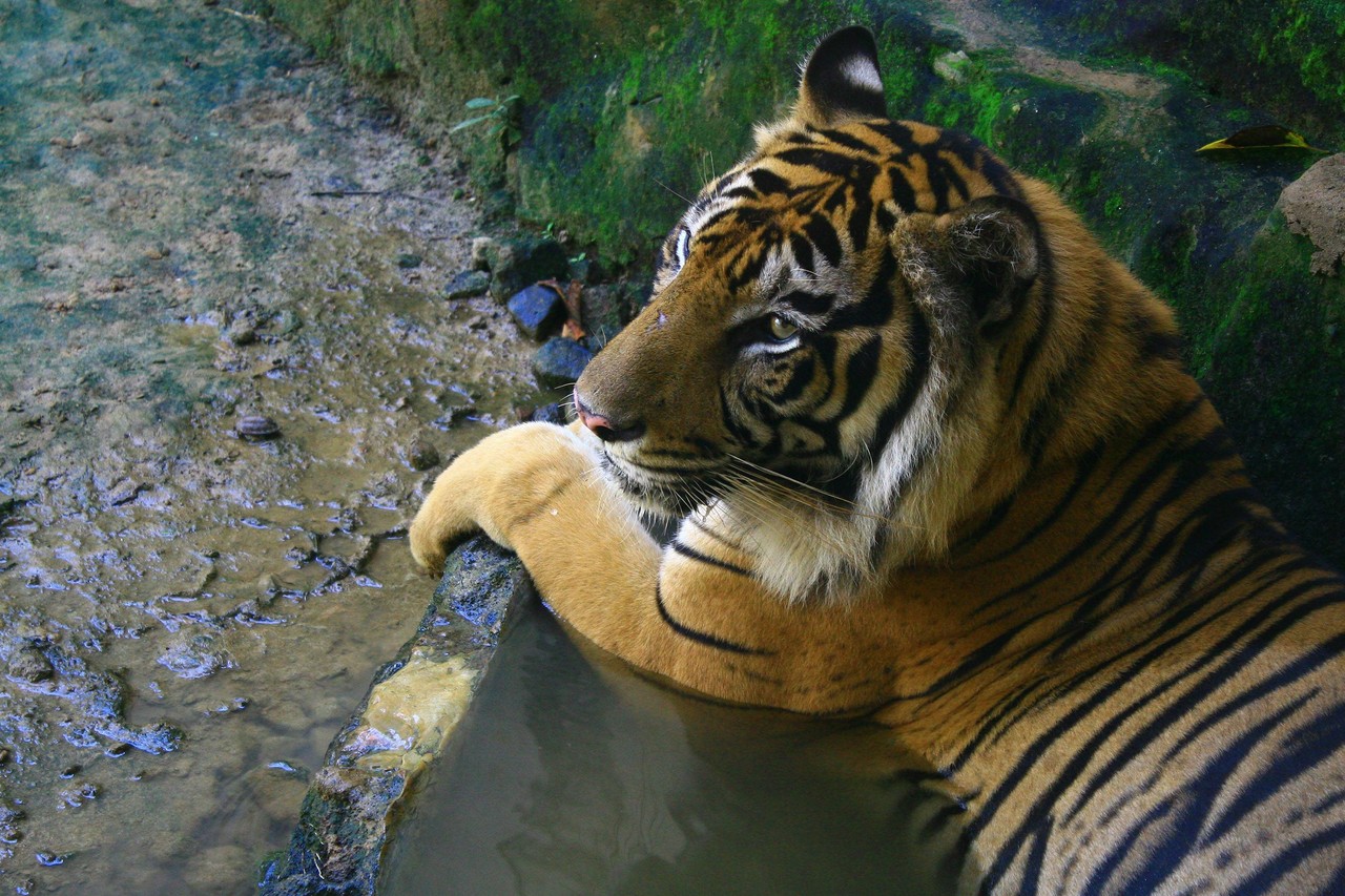 Ilustrasi Harimau Jawa