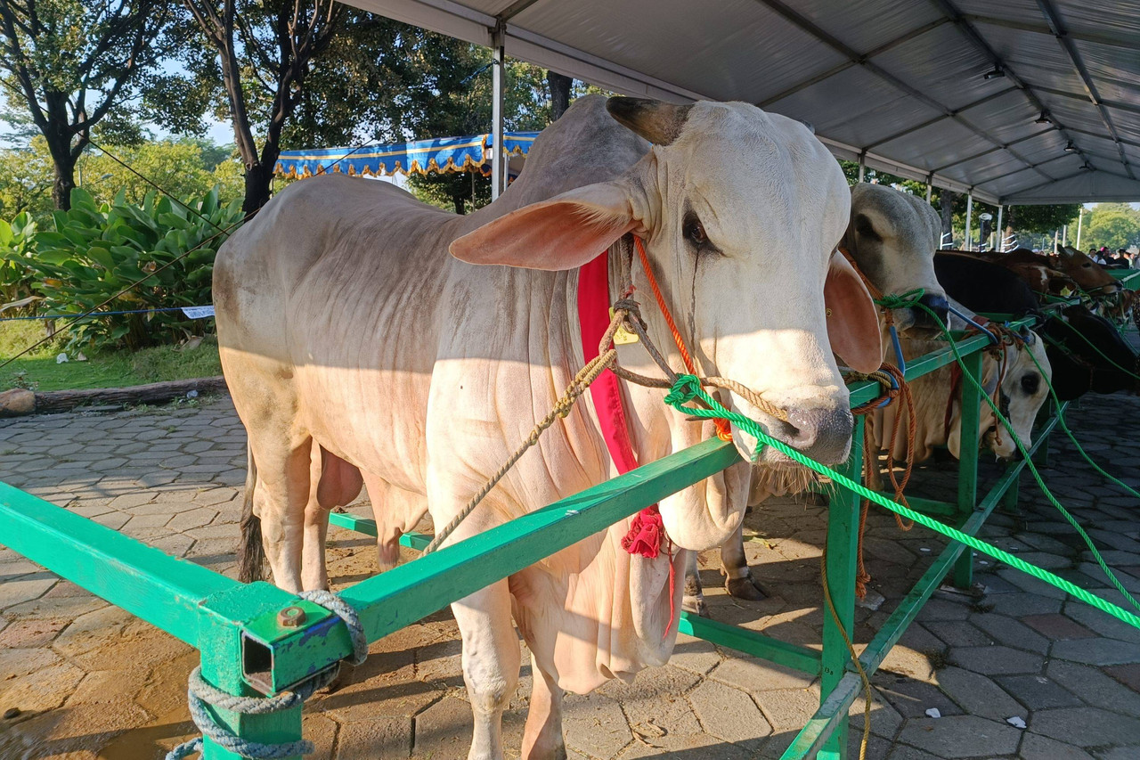 Sapi Kurban Jokowi di Surabaya