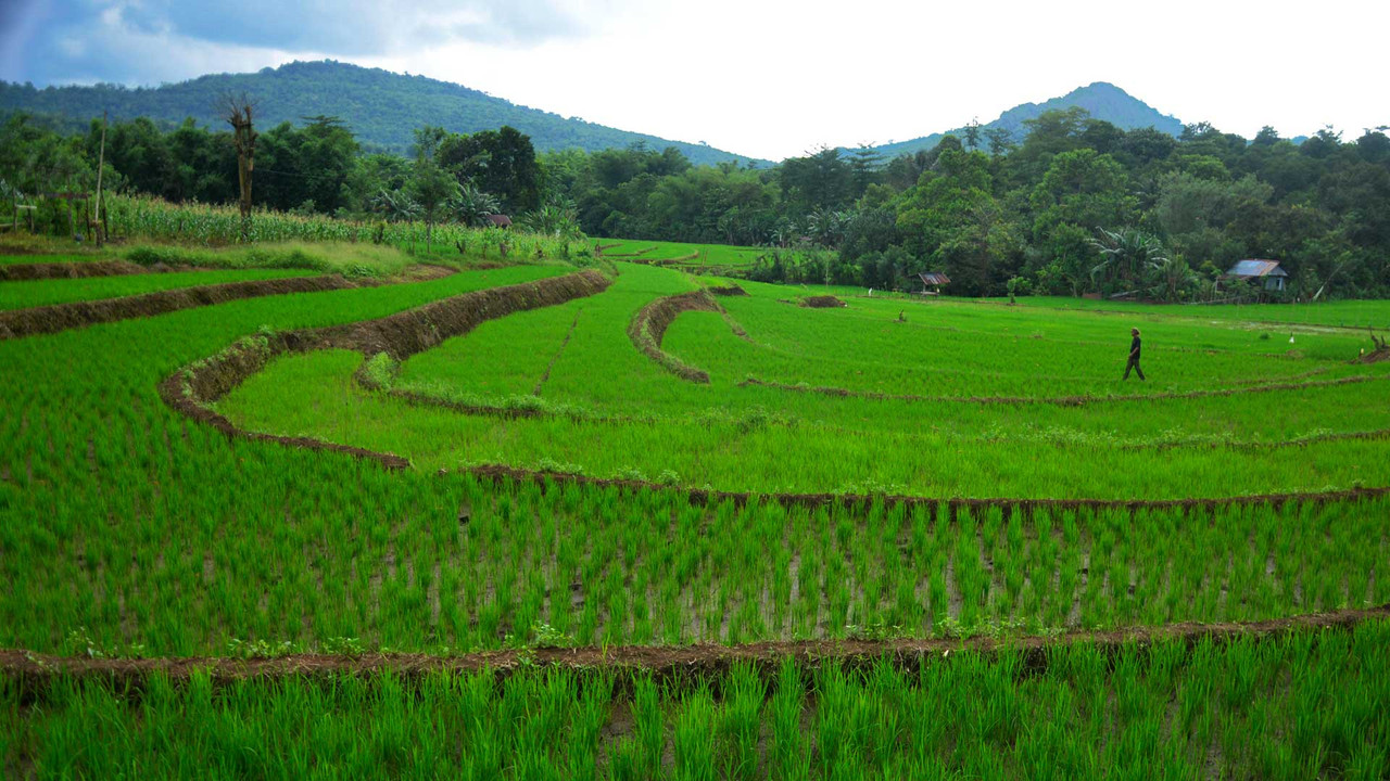 Ilustrasi petani, sawah, padi