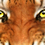 63 Gambar Muka Harimau Garang Paling Keren 63 Gambar Muka Harimau Garang Paling Keren