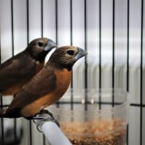 2000 Gambar Burung Emprit Kaji Hd Terbaru Infobaru