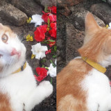 Curhat Pilu Marisha Chacha Atas Kepergian Ayahnya Kumparan Com