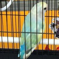 Harga Burung Di Pasar Pramuka Dari Puluhan Ribu Sampai Jutaan