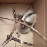 Sengitnya Adu Bagong Duel Anjing Vs Babi Hutan Di Majalaya