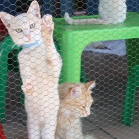Mengapa Sulit Menemukan Kucing Jantan Belang Tiga