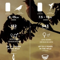 Mengetahui Jenis Jenis Burung Kedasih Yang Hidup Di Indonesia