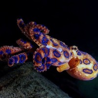 440 Koleksi Kolase Ikan Laga HD