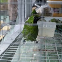 Bksda Yogyakarta Minta Burung Layang Layang Asia Tak Ditembaki