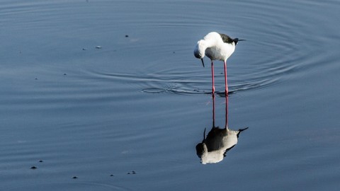 Ilustrasi foto refleksi. Foto: Priyank Dhami/Shutterstock