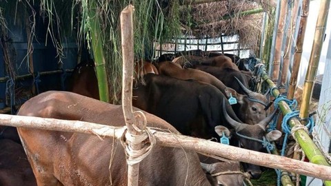 Sapi asal Kupang, NTT, yang ada di Pelabuhan Tanjung Perak Surabaya. Foto: Karantina Pertanian Surabaya/Antara