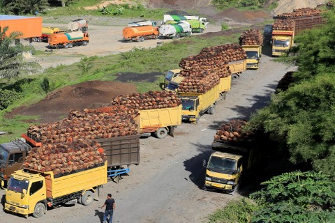 Sejumlah truk pengangkut Tanda Buah Segar (TBS) kelapa sawit mengantre untuk pembongkaran di salah satu pabrik minyak kelapa sawit milik PT.Karya Tanah Subur (KTS) Desa Padang Sikabu, Kaway XVI, Aceh Barat, Aceh, Selasa (17/5/2022). Foto: Syifa Yulinnas/ANTARA FOTO