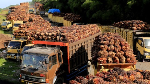 Sejumlah truk pengangkut Tanda Buah Segar (TBS) kelapa sawit mengantre untuk pembongkaran di salah satu pabrik minyak kelapa sawit milik PT.Karya Tanah Subur (KTS) Desa Padang Sikabu, Kaway XVI, Aceh Barat, Aceh, Selasa (17/5/2022). Foto: Syifa Yulinnas/ANTARA FOTO