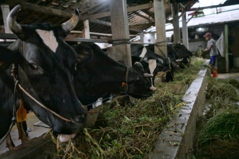 Sejumlah ekor sapi makan rumput di peternakan sapi di Jakarta, Rabu (18/52022). Foto: Jamal Ramadhan/kumparan
