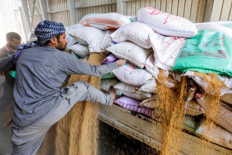 Pekerja mengumpulkan gandum di silo biji-bijian Benha, di Kegubernuran Al Qalyubia, Mesir. Foto: Mohamed Abd El Ghany/REUTERS