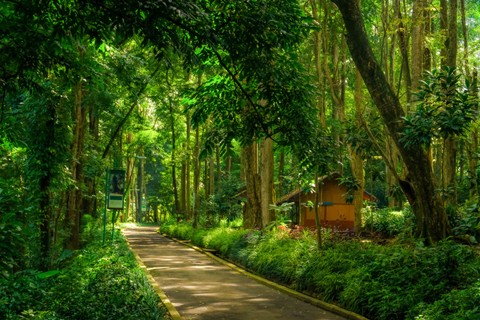 Ilustrasi . Foto: Ismail Rajo/Shutterstock