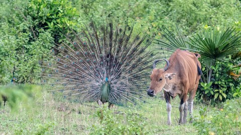 Banteng Jawa (Bos javanicus) dan Burung Merak (Pavo cristatus) jantan mencari makan di ladang pengembalaan, Taman Nasional Ujung Kulon, Banten. Foto: Muhammad Adimaja/Antara Foto