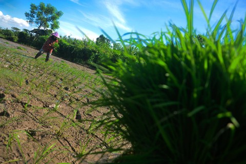 Petani menanam padi di persawahan Somba Opu, Kabupaten Gowa, Sulawesi Selatan, Senin (6/6/2022).  Foto: Abriawan Abhe/ANTARA FOTO