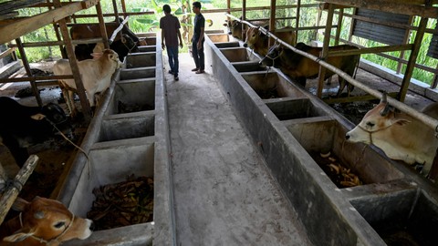 Ilustrasi hewan ternak. Foto: Chaideer Mahyuddin/AFP