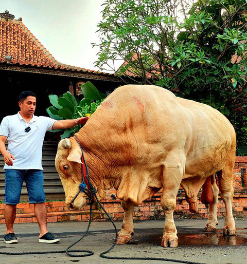 Irfan Hakim dan hewan kurbannya. Foto: Instagram/@irfanhakim75