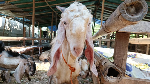 Pedagang hewan kurban di Kebagusan Jakarta Selatan, Sabtu (9/7/2022). Foto: Akbar Maulana/kumparan