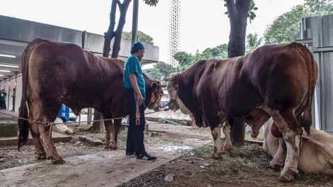 2 Sapi di Sleman Terjangkit Virus LSD, Banyak Benjolan di Leher (1)