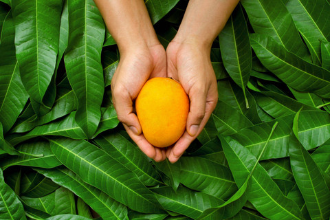 Ilustrasi mangga. Foto: Shutterstock