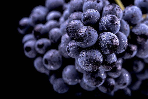 Ilustrasi anggur. Foto: Shutterstock