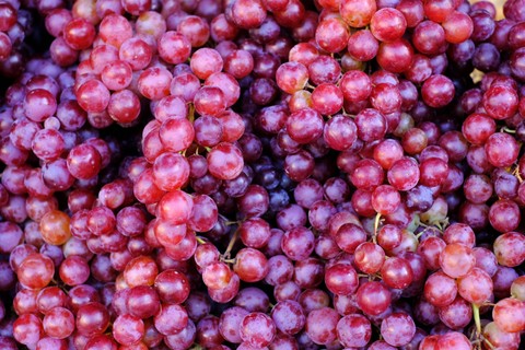 Ilustrasi anggur. Foto: Shutterstock