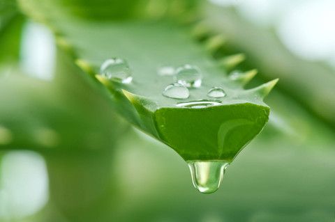 Ilustrasi Aloe Vera atau Lidah Buaya. Foto: Shutterstock