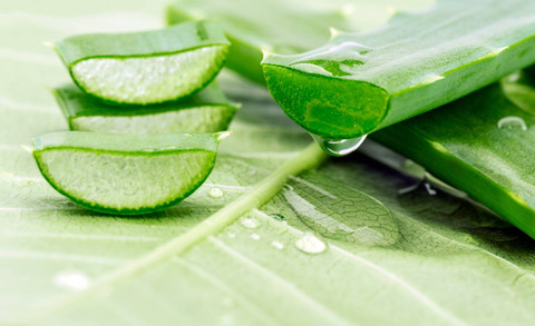 Ilustrasi Aloe Vera atau Lidah Buaya. Foto: Shutterstock