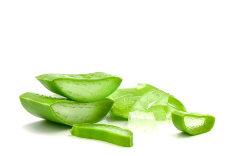 Ilustrasi Aloe Vera atau Lidah Buaya. Foto: Shutterstock