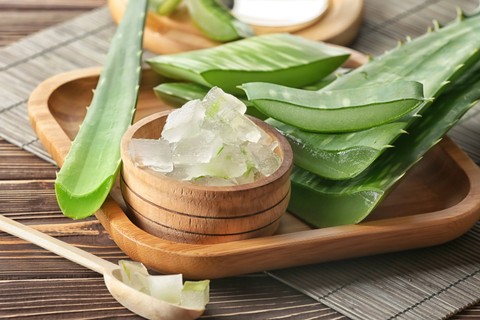 Ilustrasi aloe vera untuk membasmi rayap. Foto: Shutterstock