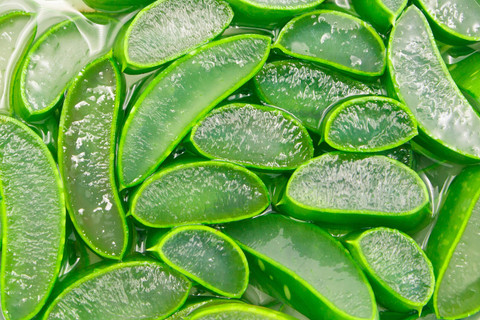 Ilustrasi Aloe Vera atau Lidah Buaya. Foto: Shutterstock