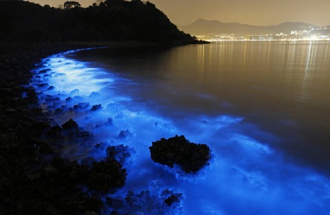 Ilustrasi plankton bloom. Foto: Sawarin Yawong/Shutterstock
