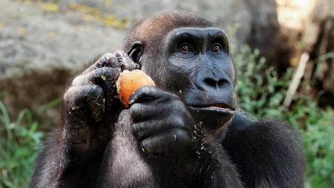 Ilustrasi gorila. Foto: Jack Guez/AFP