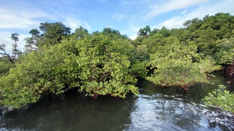 Ilustrasi hutan mangrove di Desa Budo. Foto: Edwin Palendeng/Shutterstock